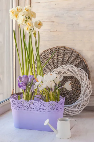 Gedwongen Bloei Van Dubbele Narcissen Krokussen Het Raam Winter Voorjaarstuin — Stockfoto