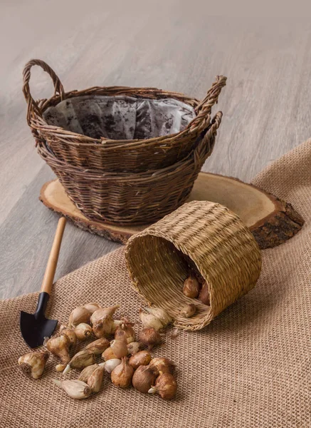 Frühlingsblühende Zwiebelblumen Körbe Pflanzen — Stockfoto