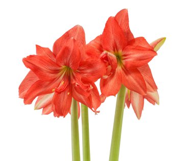 Beyaz arka planda çiçek açan somon pembe yarı çift hiperastrum (amaryllis) balerin.