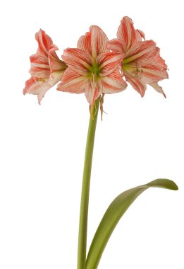 Çiçek Hippeastrum (amaryllis) Beyaz arka planda elmas grubu 