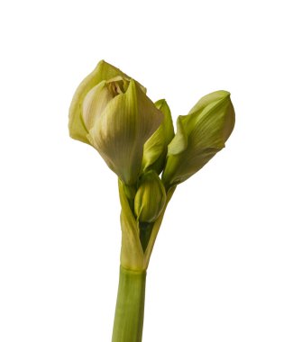 Amaryllis 'in (Hippeastrum) ortaya çıkan tomurcuğuna yakın plan: Çift Gökada Grubu 