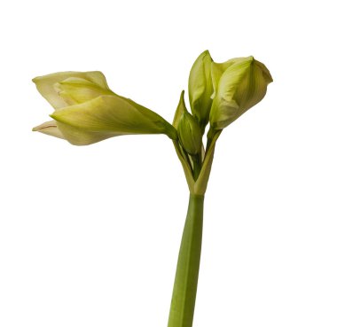 Amaryllis 'in (Hippeastrum) ortaya çıkan tomurcuğuna yakın plan: Çift Gökada Grubu 