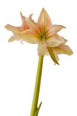 Beyaz arka planda çiçek açan kremalı ve kırmızı hipopotam (amaryllis) Galaksi Grubu Amore izole edilmiş.