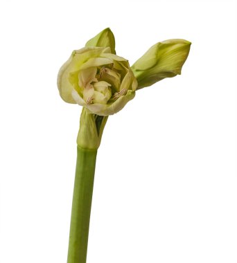 Amaryllis 'in (Hippeastrum) ortaya çıkan tomurcuğuna yakın plan: Çift Gökada Grubu 
