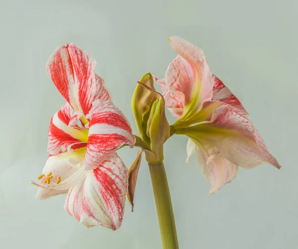 Blooming Bicolour White Red Hippeastrum Amaryllis Galaxy Grp Clown Grey — Stock Photo, Image