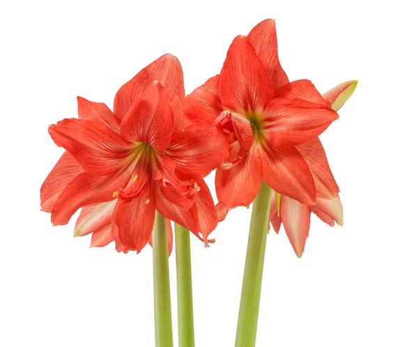 Floração Salmão Rosa Semi Duplo Hippeastrum Amaryllis Bailarina Sobre Fundo — Fotografia de Stock