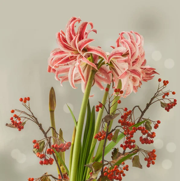 Floreciente Hippeastrum Blanco Rojo Amarilis Doublet Galaxy Double Group Rowan — Foto de Stock