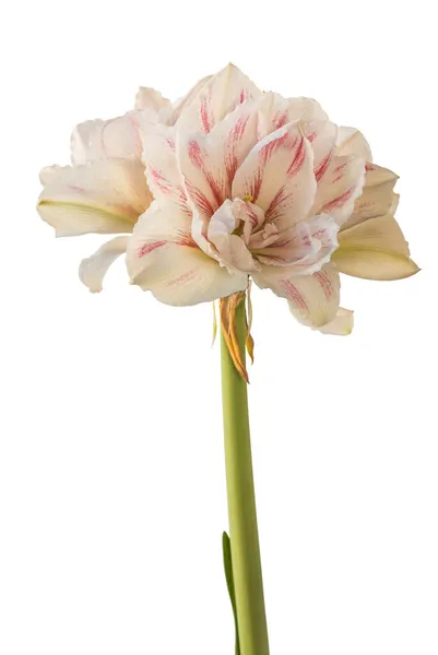 Blommande Randig Bicolor Vit Och Röd Hippeastrum Amaryllis Dubbel Galaxy — Stockfoto