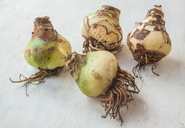 Four large bulbs of hippeastrum (amaryllis) on the table