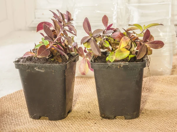 Seedlings Phlox Divaricata Veya Vahşi Mavi Feniks Woodland Plox Veya — Stok fotoğraf