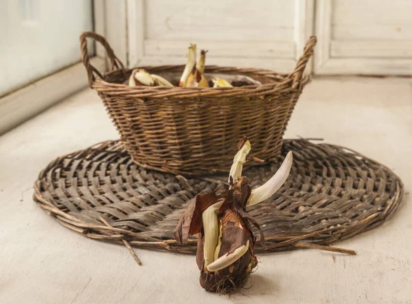 Colchicum Oder Herbst Krokuszwiebeln Vor Der Saisonalen Pflanzung Korbtopf Fenster — Stockfoto