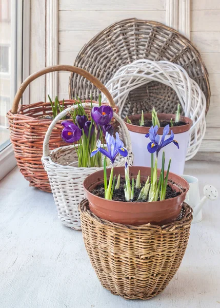 Iridodictyum Crocus Fleurs Dans Des Paniers Arrosoir Sur Fenêtre Balcon — Photo