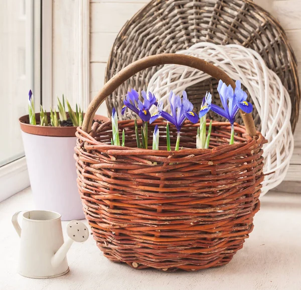 Çiçek Açan Iridodictyum Sepetlerde Kışın Balkon Penceresinde Sulama Kutusunda — Stok fotoğraf