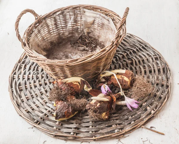 Colchicum Autumn Crocus Bulbs Seasonal Planting Basket Pot Flat Lay — Stock Photo, Image