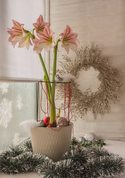 Kwiat Hippeastrum Amaryllis Diamond Group Bajka Tle Świątecznego Wieńca Oknach — Zdjęcie stockowe