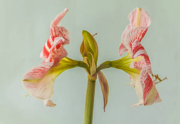 Blooming Bicolour White Red Hippeastrum Amaryllis Galaxy Grp Clown Grey — Stock Photo, Image