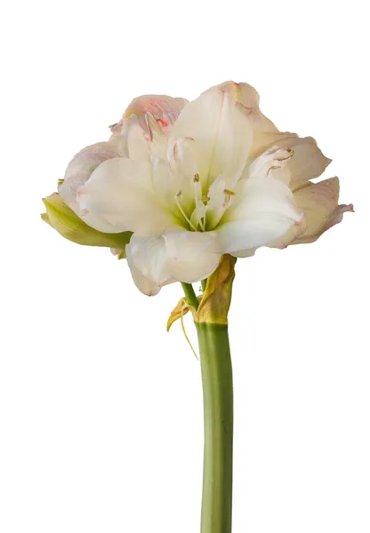 Close Emerging Bud Amaryllis Hippeastrum Double Galaxy Group Amadeus Candy — Stock Photo, Image