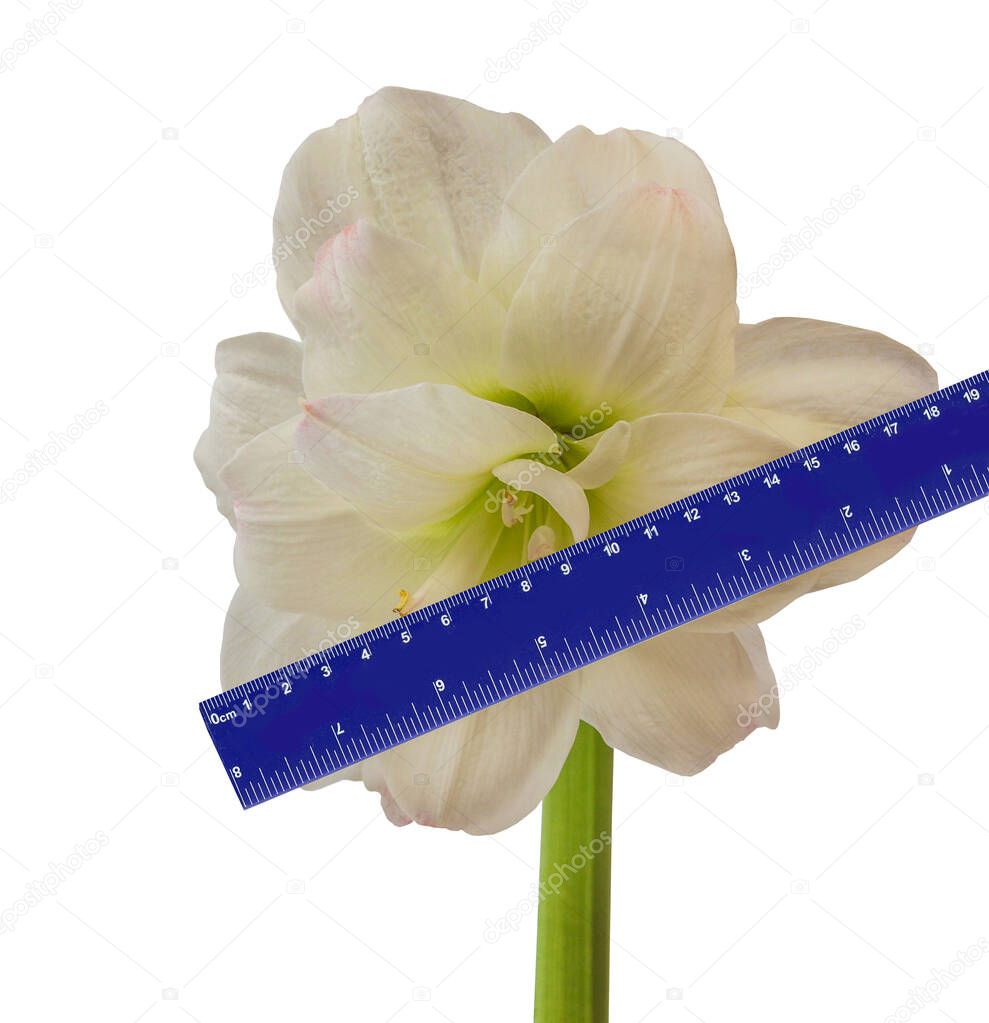Measurement of flowering hippeastrum (amaryllis) Amadeus Candy with a ruler. 