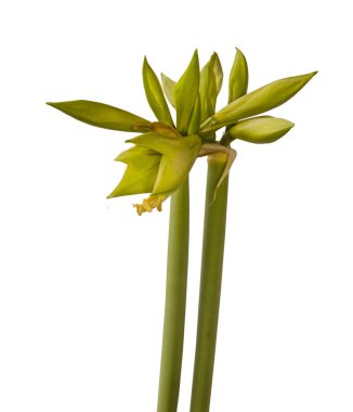 Bud Hippeastrum (amaryllis) Elmas Grubu 'Yeşil Vadi' beyaz arka plan izole