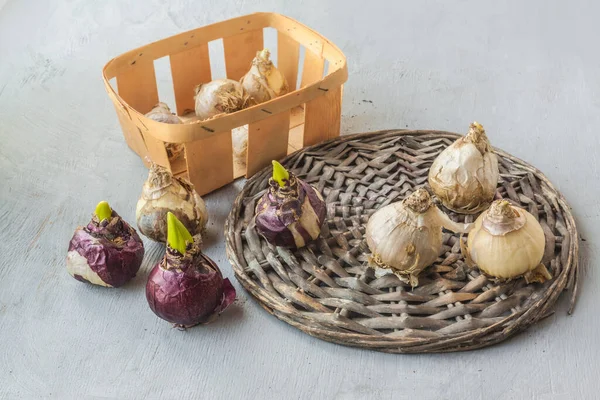 Neun Zwiebeln Von Hyazinthen Verschiedener Sorten Auf Einem Korbkreis Vor — Stockfoto