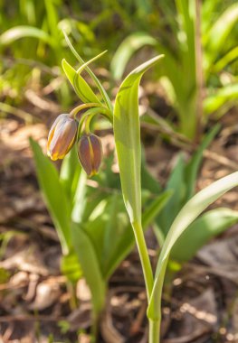 Bahar günü bahçede Fritillaria michailovskyi çiçeği