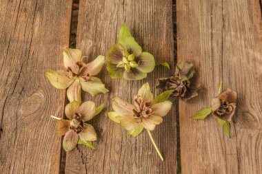 Tahta bir masanın üzerinde çiçek ve karabatak tohumu. Düz yatıyordu