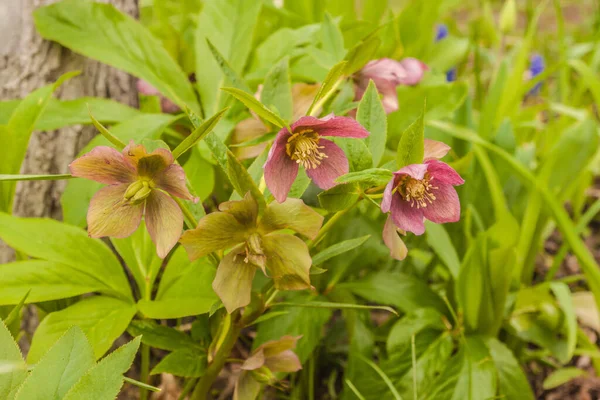 Virágzó Hellebore Keleti Vagy Hellebore Orientalis Vagy Keleti Hibridek Vagy — Stock Fotó