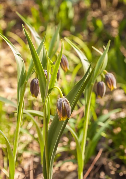 Bahar günü bahçede Fritillaria michailovskyi çiçeği