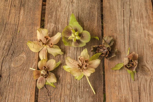 Tahta bir masanın üzerinde çiçek ve karabatak tohumu. Düz yatıyordu