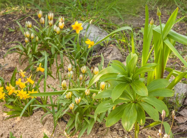 Lilium Martagon Martagon Lily Turk Cap Lily Late Tulip Lat — 图库照片