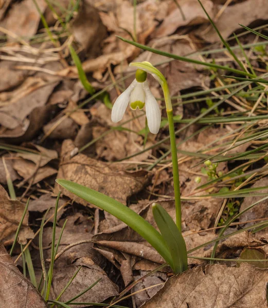 Blüht Weiße Galanthus Schneeglöckchen Einem Regnerischen Frühlingstag Wald — Stockfoto