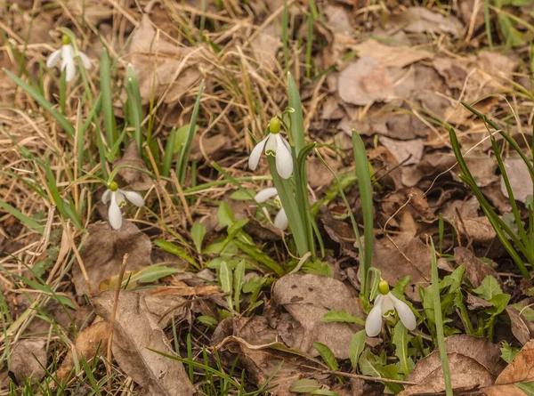 Blüht Weiße Galanthus Schneeglöckchen Einem Regnerischen Frühlingstag Wald — Stockfoto
