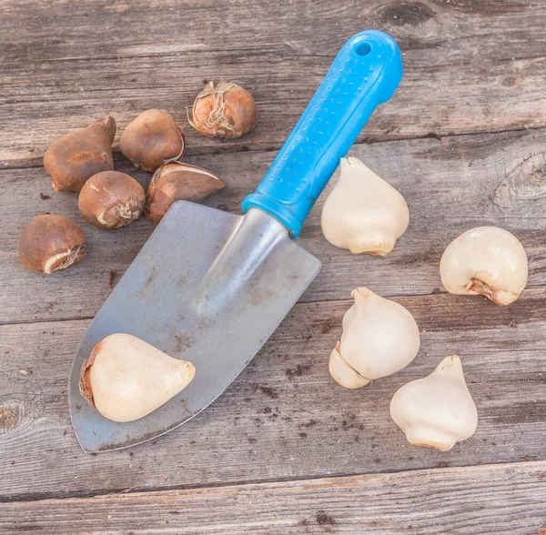 Bulbi Tulipano Piccola Pala Giardino Uno Sfondo Legno Posa Piatta — Foto Stock