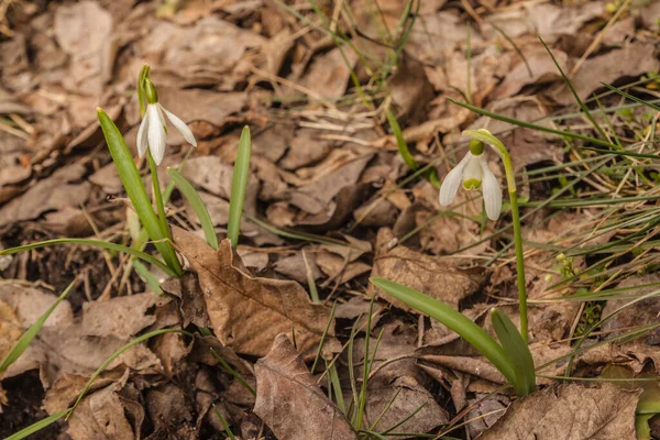 Blüht Weiße Galanthus Schneeglöckchen Einem Regnerischen Frühlingstag Wald — Stockfoto