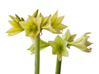 Bud Hippeastrum (amaryllis) Elmas Grubu 'Yeşil Vadi' beyaz arka plan izole