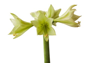 Bud Hippeastrum (amaryllis) Elmas Grubu 'Yeşil Vadi' beyaz arka plan izole