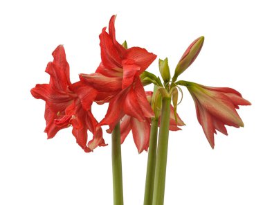 Beyaz arka planda çiçek açan somon pembe yarı çift hiperastrum (amaryllis) balerin.