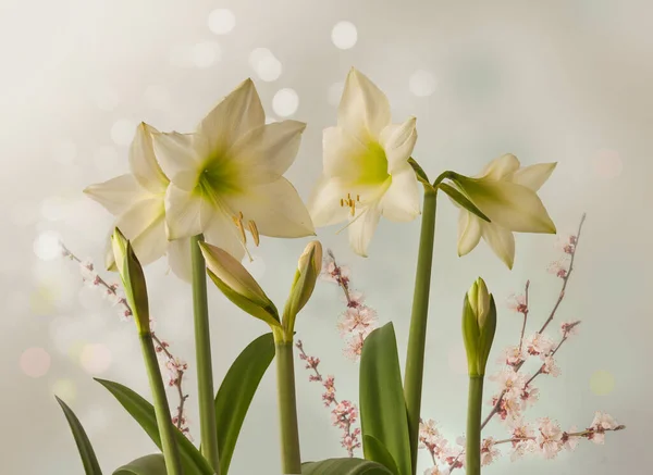 Flower Pink White Hippeastrum Amaryllis Galaxy Group Lemon Star Flowering — Stock Photo, Image