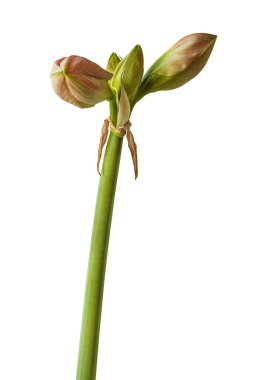 Amaryllis 'li Bud (Hippeastrum) Çift Gökada Grubu 