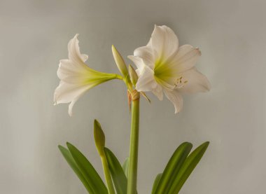 Çiçek açan küçük çiçekli Multiflora Hippeastrum (amaryllis) 
