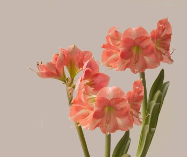 Galaksi Grubu Rosalia 'nın gri arka planında üç çiçek açan pembe hipotestrum (amaryllis).