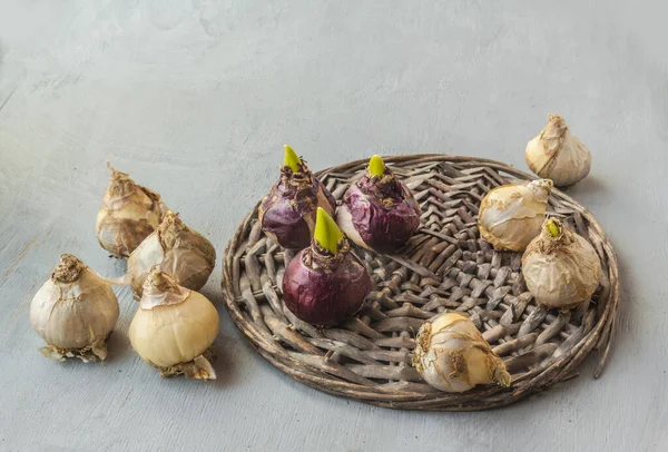 Nine Bulbs Hyacinths Different Varieties Wicker Circle Gray Background Spring — Stockfoto