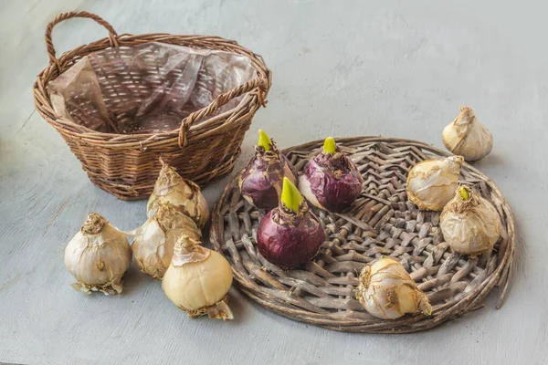 Nine Bulbs Hyacinths Different Varieties Wicker Circle Gray Background Spring — Stock Photo, Image
