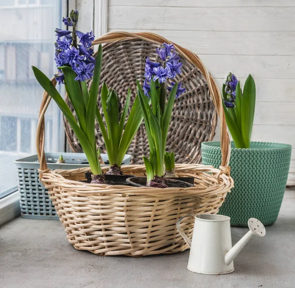 Bloeiende Paarse Dubbele Hyacinten Lili Purple Een Mandje Vensterbank — Stockfoto