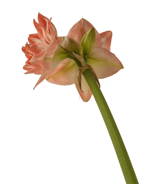 Blooming Amaryllis Hippeastrum Double Galaxy Group United Glory White Background — Stock Photo, Image