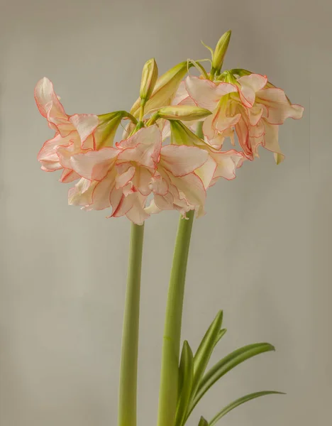 Bloom Amaryllis Hippeastrum Double Galaxy Group Harlequin Gray Background — 스톡 사진