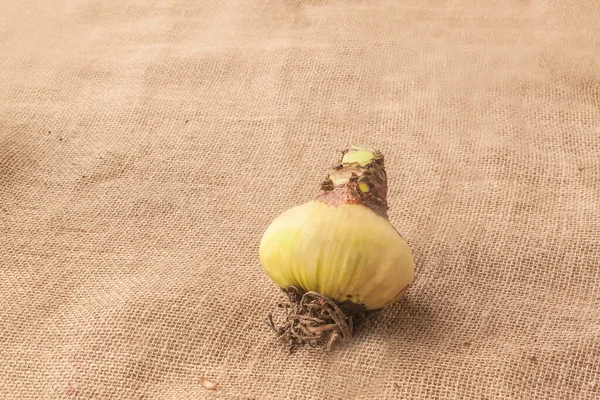 Una Bombilla Hippeastrum Amarilis Con Raíces Burlape —  Fotos de Stock