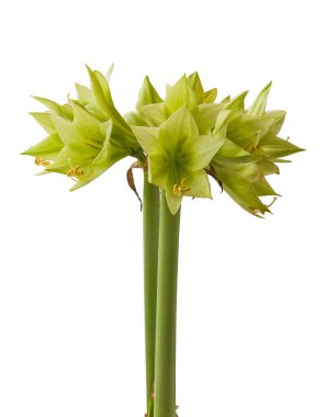 Çiçekli Hippeastrum (amaryllis) Beyaz arkaplandaki elmas grubu 'Yeşil Vadi'
