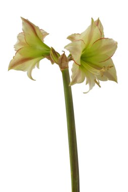 Çiçekli hippeastrum (amaryllis) Sarı-kırmızı Elmas Grubu 