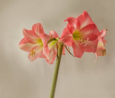 Çiçek çizgili Hippeastrum (amarillis) gri arkaplanda beyaz ve koyu pembe trompet grubu 